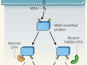 脂质氧化损伤(Lipid Peroxidation,MDA)检测试剂盒—为MDA的高灵敏检测而定制