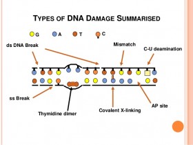 DNA损伤之AP位点定量检测试剂盒—专为AP位点高灵敏检测而定制