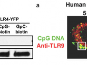 CpG-DNA产品推荐—人,小鼠,大鼠,兔A/B/C型CpG-DNA试剂汇总