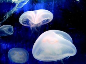 水母荧光蛋白(GFP)能“发出”新型激光