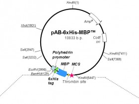 MBP抗体推荐—可应用于WB的高性价比MBP单克隆标签抗体