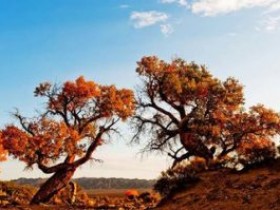 若嗦:你绝对想不到的感冒药效用