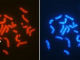 缺失Y染色体,安能辨它是雄雌?