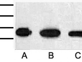 WB常见问题分析