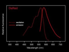 红色荧光蛋白RFP (DsRed)-高灵敏度RFP标签抗体