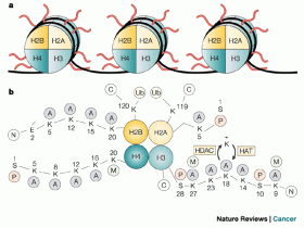 Histone H3核内参，卓越的组蛋白H3单克隆抗体