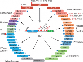 如何预测蛋白磷酸化?新套路