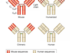治疗性单克隆抗体纯化策略