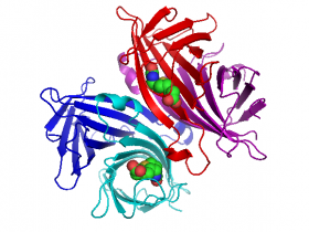 高度亲和性Nano-Tag9标签抗体(链霉亲和素结合多肽)