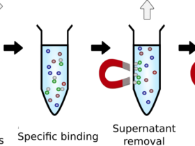 实验利器之提取&纯化磁性微球简介
