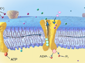 膜蛋白内参-钠钾ATP酶(Na/K ATPase)全能抗体