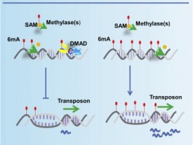 全球独家【m6A】DNA甲基化定量检测试剂盒