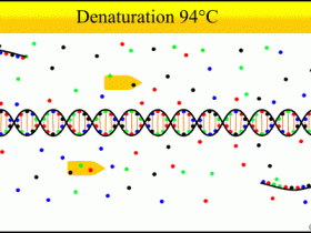 PCR陷阱:细节决定成败