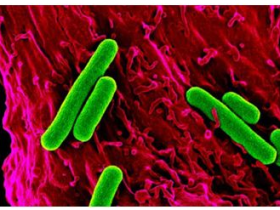 生物评论周报︱胰岛素?或者还是萝卜吧