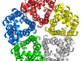Anti-Aquaporin 3抗体,高分引用,染色清晰
