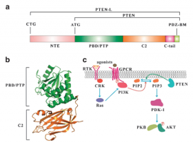 肿瘤抑制基因PTEN免疫学功能的新发现