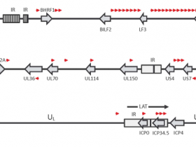 疱疹病毒microRNAs在基因治疗的应用--免疫逃避策略