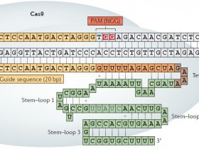 全球首款CRISPR/Cas9(金黄色葡萄球菌)定量分析试剂盒