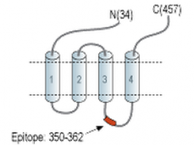Glycine Receptor α1甘氨酸受体α1胞内段抗体，染色超清晰