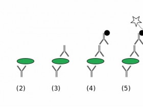 影响双抗夹心法ELISA实验结果的因素分析