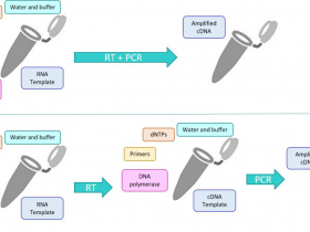 如何选择正确的反转录方法
