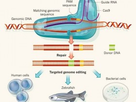 CRISPR/Cas9(金黄色葡萄球菌)单克隆抗体,多种实验应用!