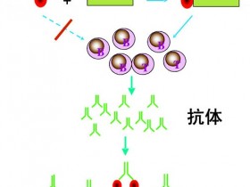 半抗原与载体蛋白的偶联方法与检测