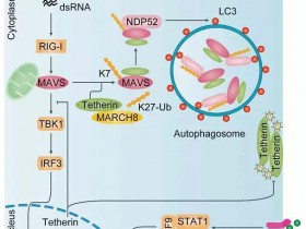抗病毒蛋白Tetherin/CD317/BST2单克隆抗体推荐