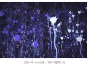 光遗传学的发展历程和最新进展