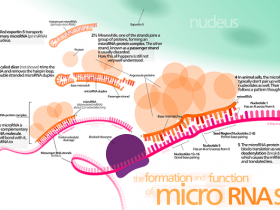 RNA跑电泳选哪种Marker?-即用型RNA marker