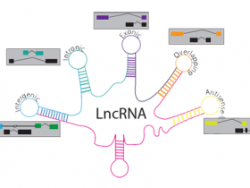 来自基因组暗物质的lncRNA、ciRNA和miRNA