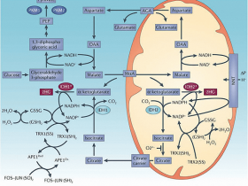NAD/NADH比率检测试剂盒,比色法荧光法简单快速!