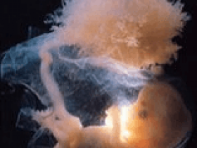 孕期胎儿免疫系统发育和母体免疫系统变化的生物钟