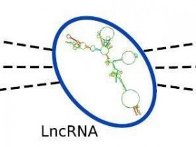 长链非编码RNA在蛋白-核酸互作研究中的应用