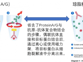 琼脂糖/磁珠偶联Flag标签抗体,IP利器