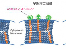 Annexin V-AbFluor™ 488细胞凋亡检测试剂盒,更好的绿色荧光