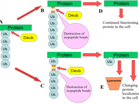 去泛素化酶和泛素样异肽酶抑制剂:PR-619