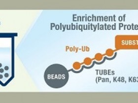 来自”TUBEs“的黑科技,泛素化蛋白富集纯化神器