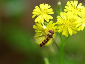 果蝇RNA提取分离方法解析