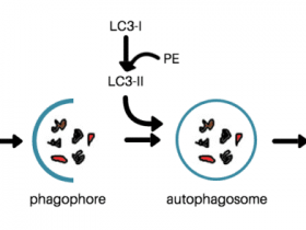你所不知的细胞自噬!