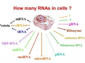 我不要总RNA，我只想同时提取细胞质RNA和细胞核RNA！