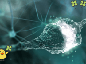 退化神经元染色试剂盒-Fluoro-Jade C (FJC)(绿色荧光)