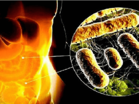 粪便移植在临床治疗中的应用