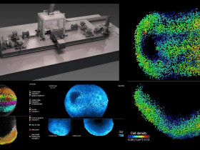 Cell：新型智能显微镜-在四维水平下观察活鼠中的胚胎发育过程动态