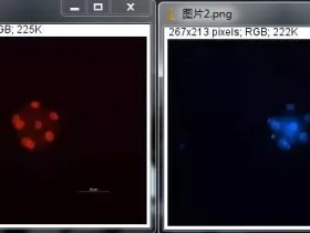 ImageJ新技能:细胞共定位
