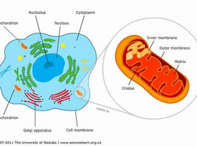 你想要的完整线粒体,线粒体分离提取试剂盒给你!