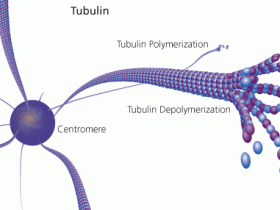 您不曾了解系列:微管蛋白tubulin染色(活细胞)