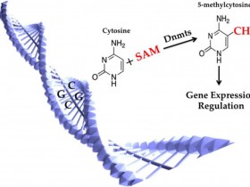 满足您对5-mc(5甲基胞嘧啶)抗体的一切幻想 ---Cell & Nature文章认证