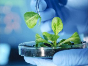 植物蛋白提取方案:PEB蛋白提取缓冲液