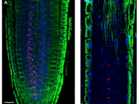 Agrisera植物内参抗体:植物和藻类内参抗体优选!